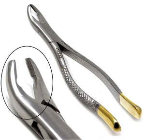 Premium Quality Dental Extracting Extraction Forceps 151XAS, Gold Handle, Stainless Steel